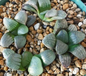 【種子を出品】◆　ハオルチア スプリングボクブラケンシス Haworthia springbokvlakensis 10粒/原種