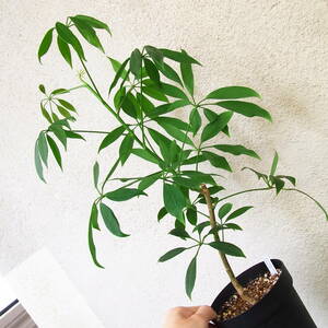 〇　シェフレラ　レウカンサ　schefflera leucantha（　コンパクター　キング　）　〇