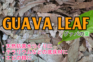 無農薬　グァバの葉　100ｇ（3リットル）×2袋セット　　ブラックウォーター　ベタ　ビーシュリンプ　レッドビー　ワイルド　