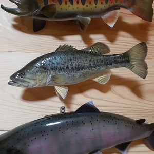 BASS　ブラックバス　剥製加工品　３３ｃｍ　