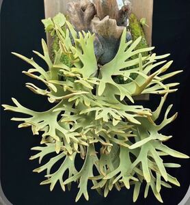Platycerium willinckii “GoldenBoy“ sporeビカクシダウィリンキーゴールデンボーイ　スポア　子株　金童【PlantsLinks】②