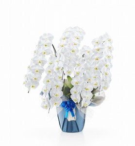 HS　胡蝶蘭　コチョウラン　贈答用　ギフト　大輪　5本立て　お花の数65輪以上（つぼみ込み）花の色　白　送料無料