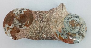 化石① 約５．８㎏ アンモナイト 直角貝 巻貝 標本 貝殻 古代生物 貝群体 コレクター 希少
