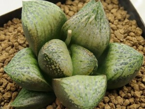 ■[Y079]Swan wings　スワンウィングス　ヤマト運輸 【多肉植物　Haworthia　ハオルチア　ハオルシア】