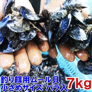 小さめサイズ 送料無料 釣り餌に★ムラサキイガイ小さめ７ｋｇ 冷凍品イガイ カラス貝 ムール貝 釣りエサクロダイ 黒鯛 チヌ 石鯛★