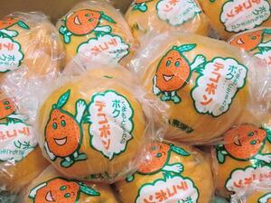 【Good】残りわずか！JA熊本果実連 発祥の地・熊本産『デコポン』 低温貯蔵 6～10玉 約2kg