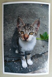 ■ 沖縄の猫 ■　KGサイズ 　.d　ほぼハガキ大（自作品）