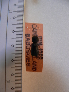 B76 甲虫　フィリピンBabuyanes Camiguin島産　標本　昆虫　甲虫 ハナノミ？