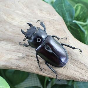【Sparkle Beetle】ドンミヤマ ♀40mm単品(ミヤマクワガタ)