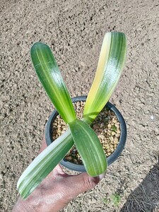 ハエマンサス　斑入ジョバート　美品 多肉植物