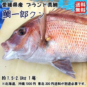 鯛一郎クン ブランド真鯛 1.5-2kgサイズ 愛媛 下処理済み 送料無料 北海道/沖縄/東北は別途送料 宇和海の幸問屋