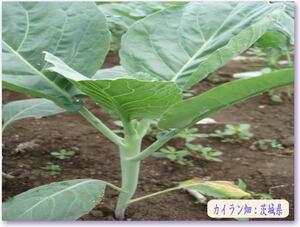 ★野菜種子★台湾産芥藍菜カイラン種子 100粒