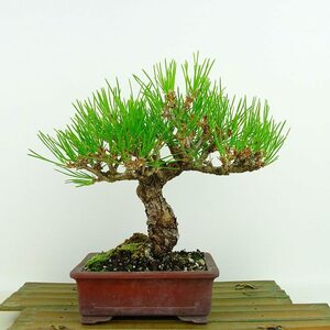 盆栽 松 黒松 樹高 約20cm くろまつ Pinus thunbergii クロマツ マツ科 常緑針葉樹 観賞用 小品 現品