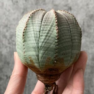 【B5417】【極上特選大株！！】ユーフォルビア オベサ Euphorbia obesa ( 検索 アガベ 多肉植物 )