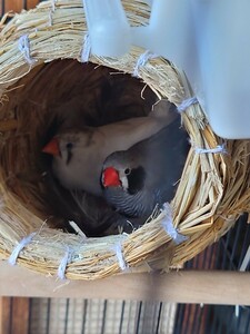 食用有精卵錦華鳥ブラックチーク♂パイド♀4月23～25日に産卵しました。