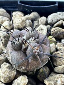 コピアポア エキノイデス Copiapoa echinoides 竜魔玉 カキコ発根株 輸入株　抜き苗は送料込 黒刺 黒王丸 グリセオ コピ コルムナアルバ