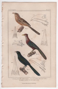 1837年 Cuvier Animal Kingdom 手彩色 鋼版画 カッコウ科 アマゾンカッコウ チャバラアメリカジカッコウ パプアバンケン 博物画