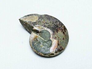 誠安◆超レア極品天然AAAアンモナイト化石[T723-1490]