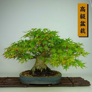 盆栽 紅葉 樹高 約 22cm もみじ 高級盆栽 Acer palmatum モミジ カエデ科 落葉樹 観賞用 現品