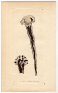 1794年 Shaw & Nodder Naturalist