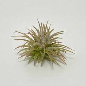 Tillandsia ionantha 