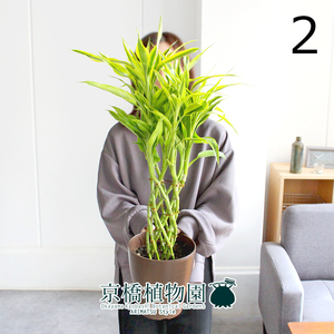 【現品】ミリオンバンブー・ゴールド 6号（2）Dracaena sanderiana