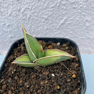 サンスベリア　ロブスキュラ　斑入り SANSEVIERIA ROBUSCULA VARIEGATED レアな　サンセベリア錦　多肉植物 