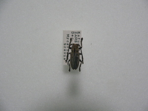 D30 Mycerinus brevis カミキリムシ アフリカ Zambia産 標本 昆虫 甲虫