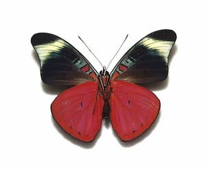 外国産蝶標本　プロラウラベニタテハ　A-♂ ペルー 産
