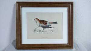 鳥の絵の額装品　ユキホオジロ (Snow Bunting )　木版画　木製フレーム　アンティーク　インテリア　送料無料