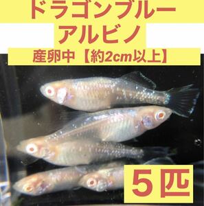 沖ちゃんメダカ【送料無料】産卵中　ドラゴンブルー　アルビノ　メダカ　王の瞳　5匹　成魚　若魚　光体型