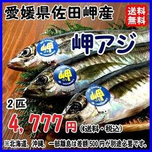 愛媛 アジ 天然一本釣り 約350g×2匹 浜から直送 送料無料 北海道・沖縄・東北は別途送料 宇和海の幸問屋