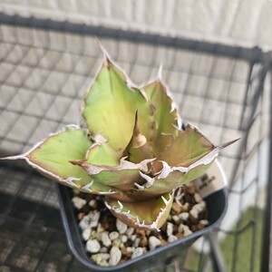 1円スタートアガベチタノタ　白排刺中株　agave titanota oteroi OC株　オススメ　多肉植物　おまけ付き