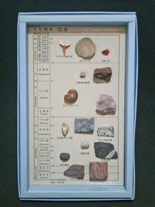 化石標本15種(紙箱入)サメの歯 琥珀 アンモナイト 三葉虫 恐竜の骨等