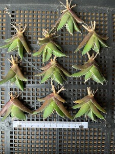 No:327多肉植物アガベ チタノタ　南アフリカダイヤモンド agave titanota South Africa Diamond SAD 10株