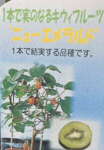 1本で結実する ニューエメラルド キウイフルーツ苗木