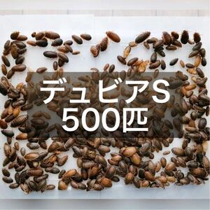 デュビアSサイズ 1〜2cm 500匹 ＋ 死着保証10% 送料無料