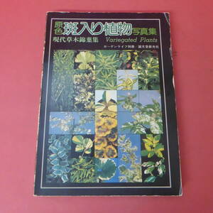 YN5-240426☆原色 斑入り植物写真集　　ガーデンライフ別冊