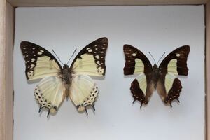 蝶の標本　ゴマフフタオチョウX1 チビフタオチョウ X1