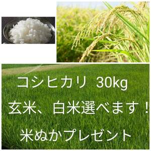 【ご落札後すぐ精米】 新鮮 茨城県産 コシヒカリ 150kg 150キロ 茨城米 米 玄米 白米 標準 米ぬかプレゼント