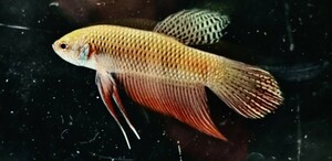 【beta】No.5A1 熱帯魚 生体 ワイルドベタ 1点物 ベタ・ワイルド 尾びれビビッドレッド 熱帯魚 オス