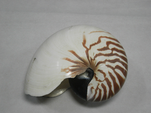 オウムガイ Nautilus pompilius 170.5mm 台湾