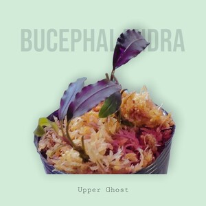 【ブセファランドラ】Bucephalandra sp. Upper Ghost 水上葉【アッパーゴースト】