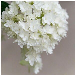 八重咲きアナベル　ヘイズスターバースト　花の苗　アジサイ　紫陽花