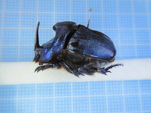 ☆パラグアイ産エンシフェールニジイロダイコクコガネCoprophanaeus ensifer 37mm