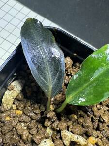 ★ブセファランドラ sp. ダークアフリカ★Bucephalandra sp. Dark Afrika ★ ボルネオ産　タグ付き