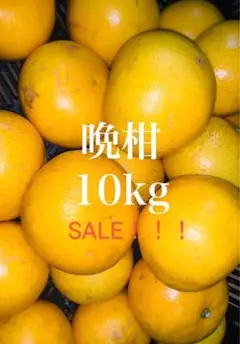 旬の果実  熊本県産  晩柑  10kg