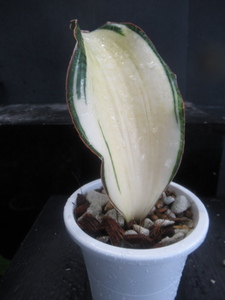 ＫＮ　１円！　サンスベリア(チトセラン属）　マッソニアナ　‘白斑‘（SANSEVIERIA MASONIANA `WHITE VARIEGATED`）　　　　0.8Ｍ以下