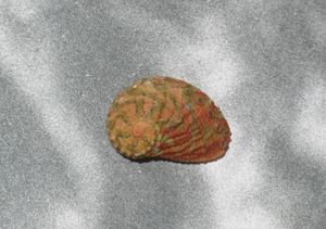 貝の標本 Haliotis clathrata 24.5mm