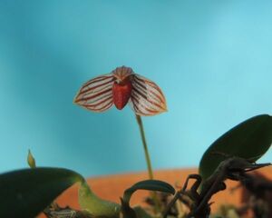 T♪小型洋蘭　 Bulbophyllum tenellum 洋ラン